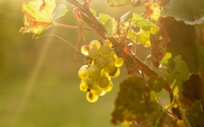 Dégustation vin et oenotourisme